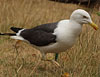 juvenile LBBG in October, ringed in Norway. (131273 bytes)